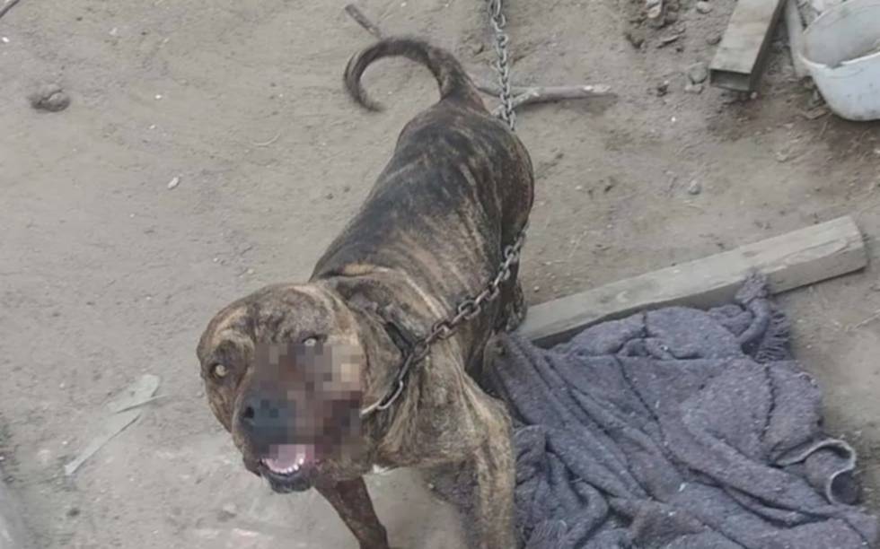 Ataque de un pitbull en La Plata: un joven perdió parte de un dedo al intentar separar a su mascota