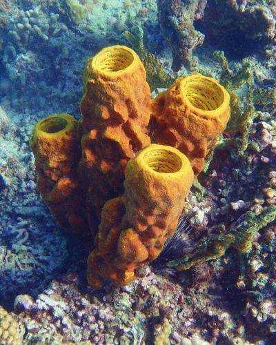 Descubren cuál fue uno de los primeros animales del planeta
