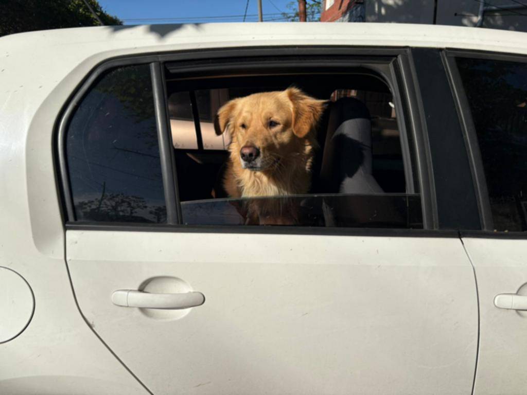 Traslados mascoteros: guía pet friendly para viajes en la Ciudad