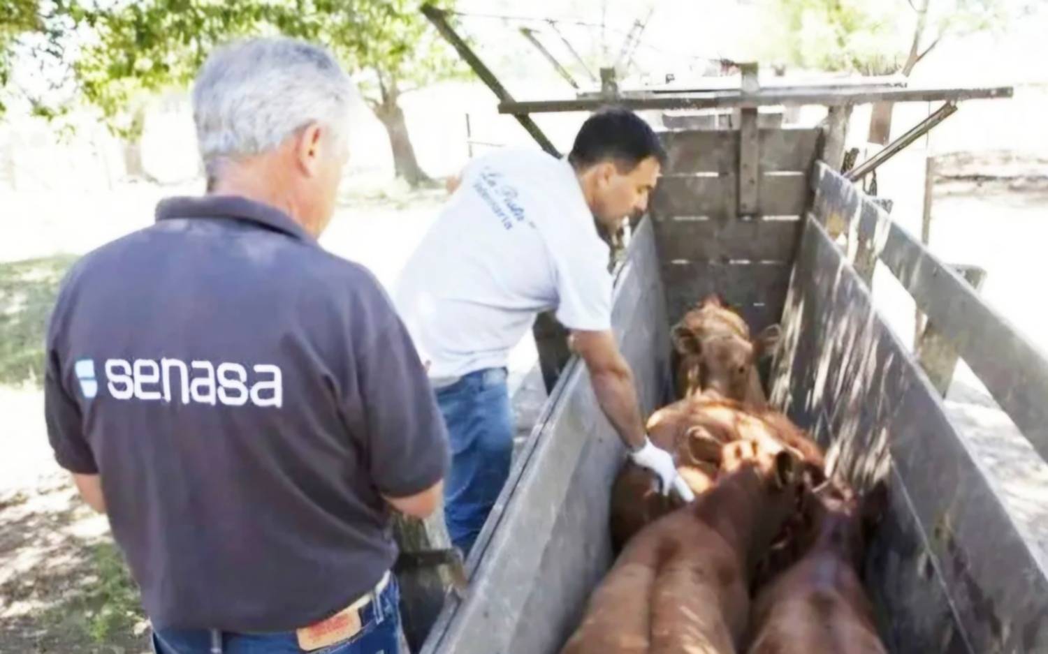 Senasa flexibiliza la campaña contra la aftosa por las inundaciones