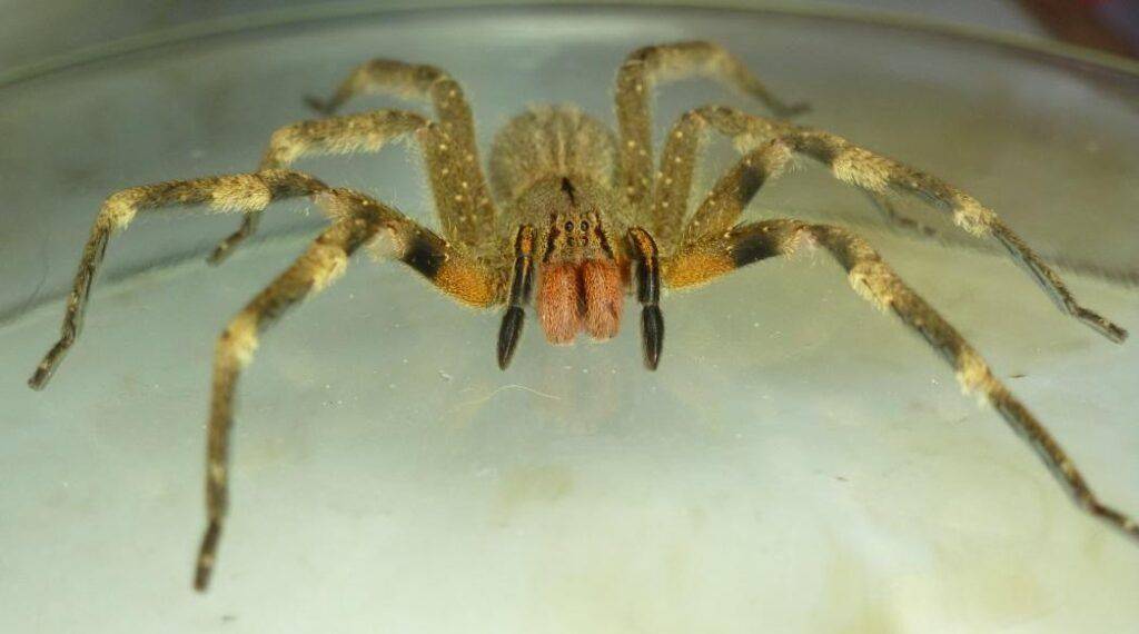 La Región en guardia por la peligrosa "araña de los bananos", una de las más venenosas