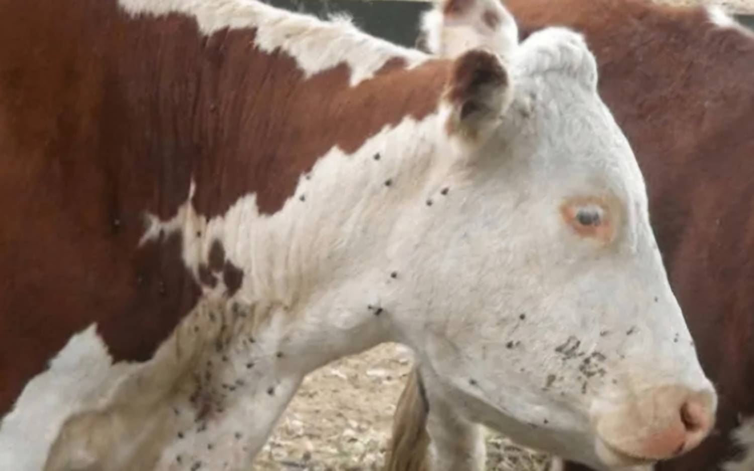 El INTA Chaco promueve un manejo integrado para aumentar la producción y reducir pérdidas
