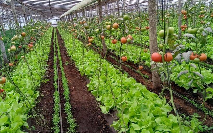 Informe | Los números del cinturón verde de La Plata: hectáreas, qué se cultivas más y la cifra "más alta" del país