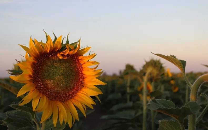 Pergamino: el girasol confitero avanza como opción productiva en la región