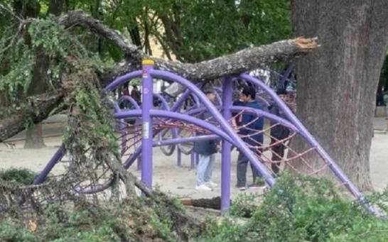 Cayó parte de un pino sobre los juegos infantiles de la Plaza Conesa de Quilmes