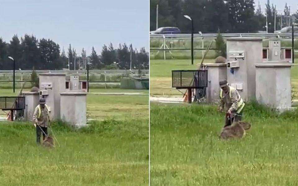 Escándalo en un country: golpearon con un fierro a un carpincho