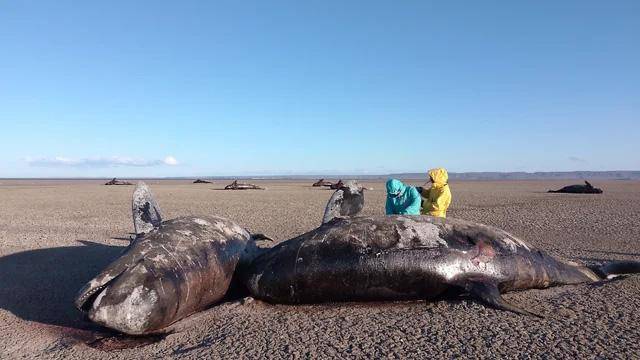 Investigan el misterioso varamiento de orcas en Tierra del Fuego