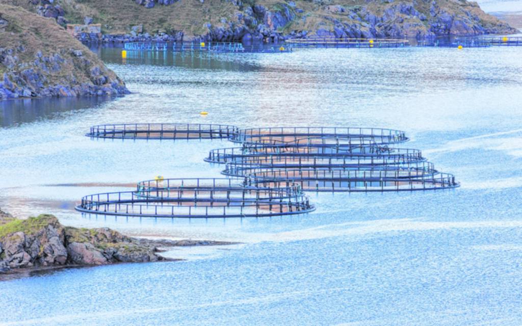 El pescado criado o el salvaje: el dilema sobre cuál es más saludable