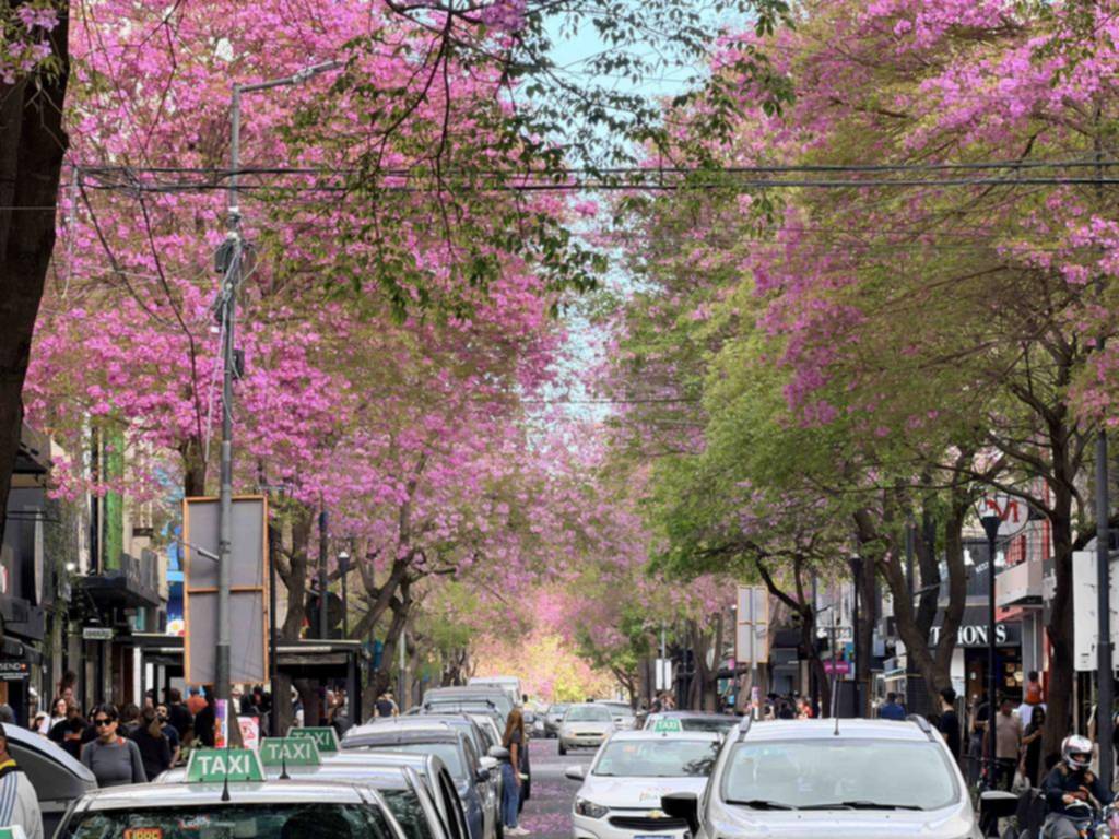 El arbolado urbano florece y tiñe de colores las calles de la Ciudad