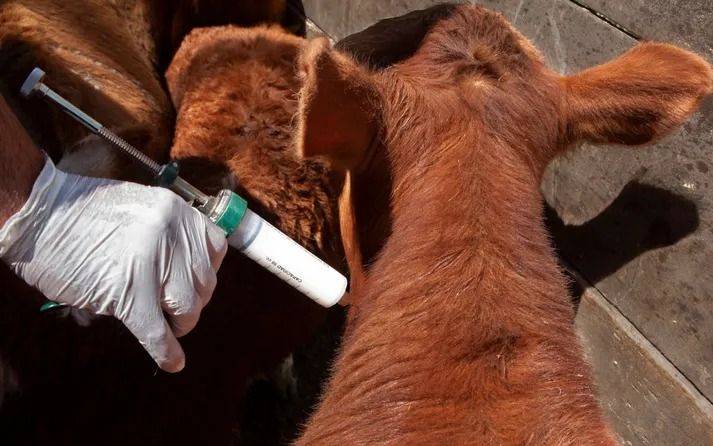 La polémica de la aftosa: el campo cruzó a la funcionaria de Trump y el Gobierno hace silencio