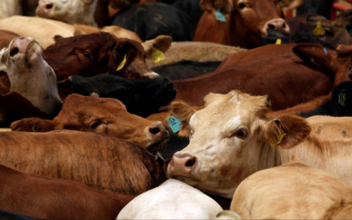Ganadería bovina: precios récord y el desafío de sostener el crecimiento