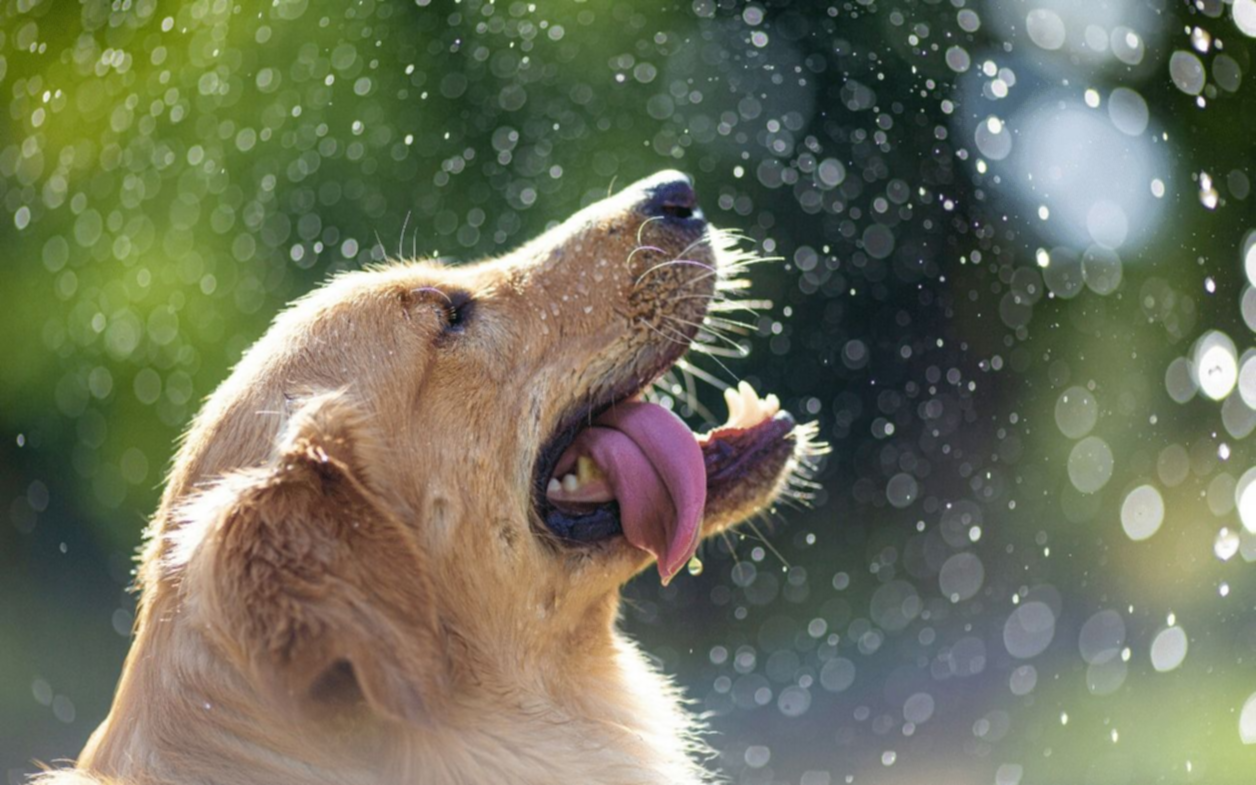 "Simulacro" de verano este jueves en La Plata, pero con lluvia a la vista: se dispara el termómetro