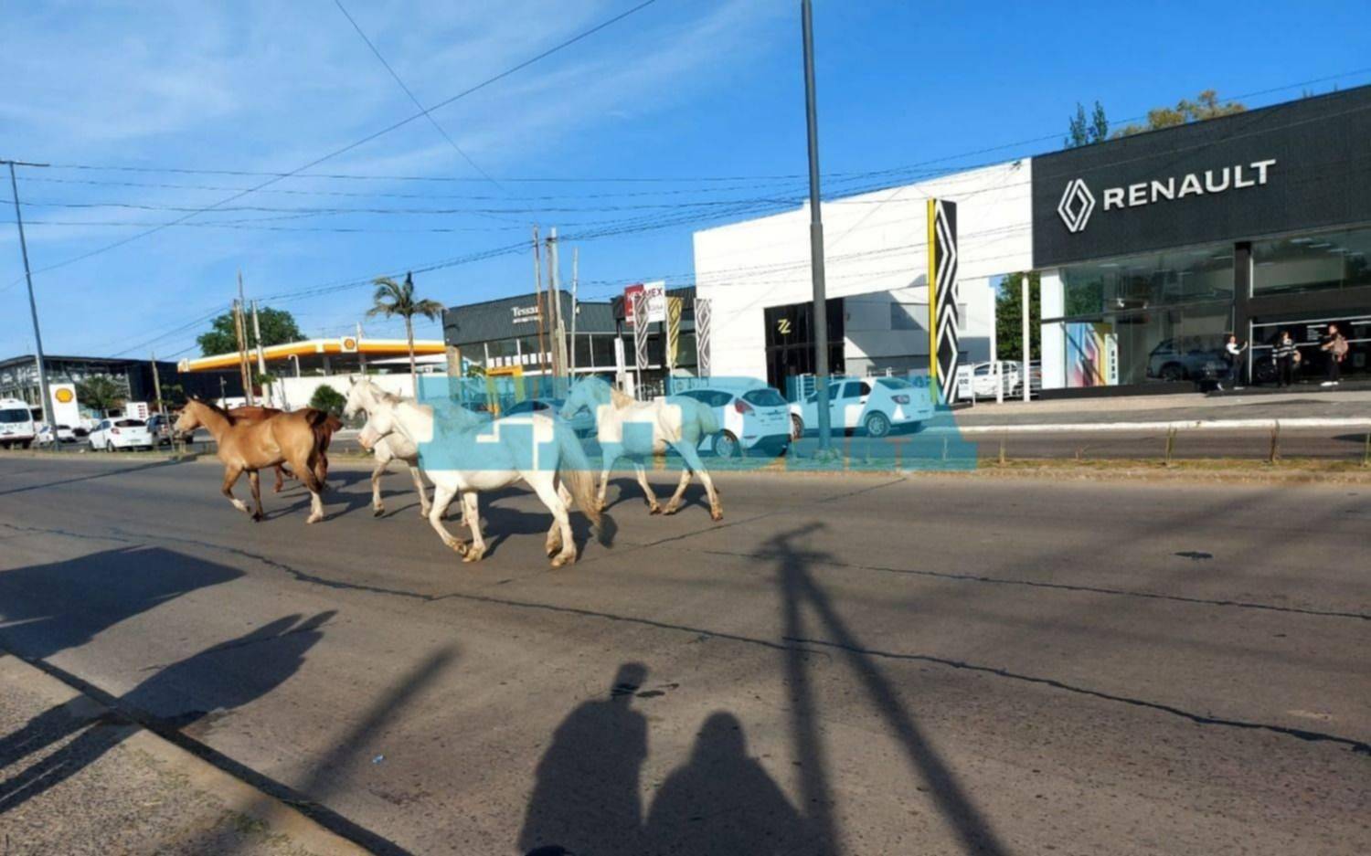 Caballos sueltos en plena avenida 44: “De milagro no hubo un accidente”
