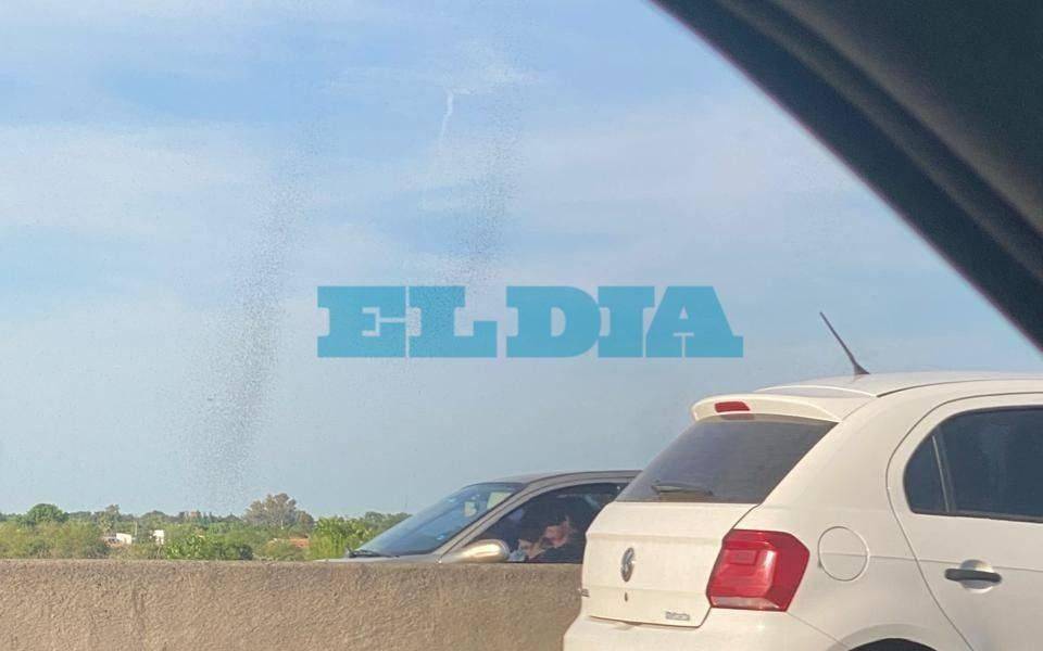 "Tornado" de hormigas voladoras en La Plata: por qué pasa y qué recomiendan los especialistas