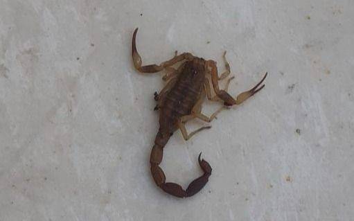 Llega el calor y advierten por los alacranes