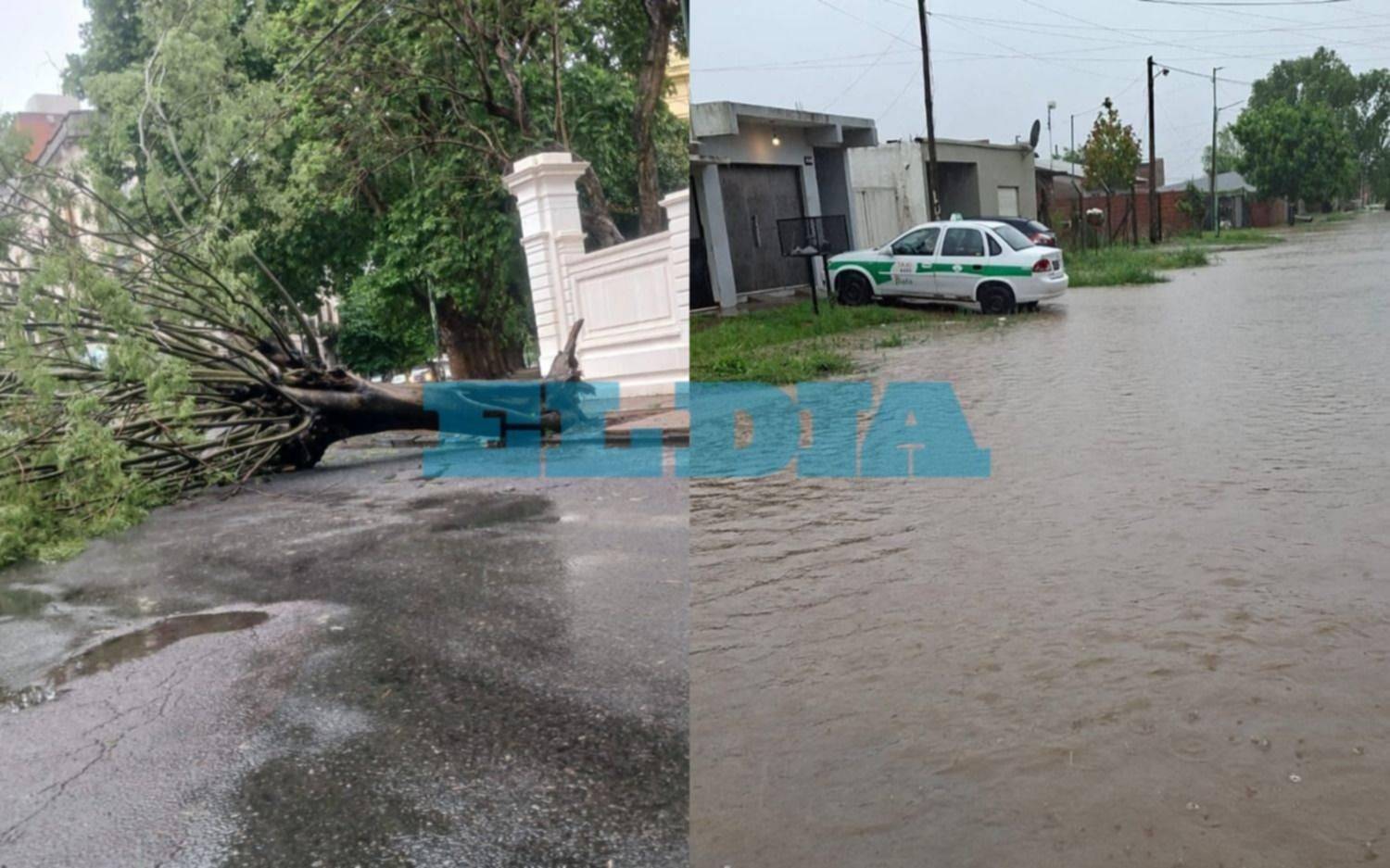 EN FOTOS Y VIDEOS | Árboles caídos, calles anegadas y cortes de luz: así la tormenta afectó a La Plata