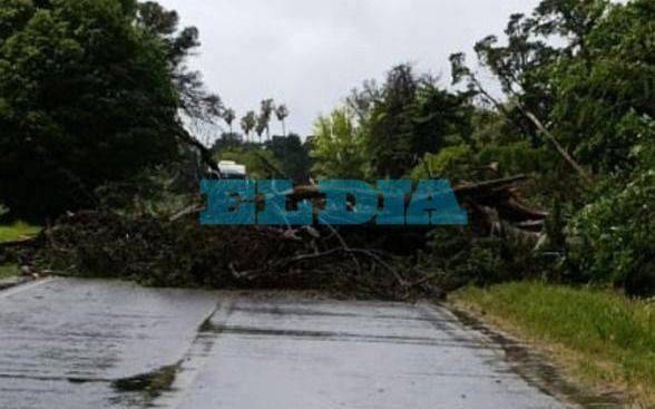 Un árbol atravesado bloqueó el tránsito a pasos del cruce de los caminos Belgrano y Centenario