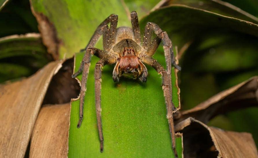 La temible araña del banano: ¿Es posible que llegue a nuestra región?