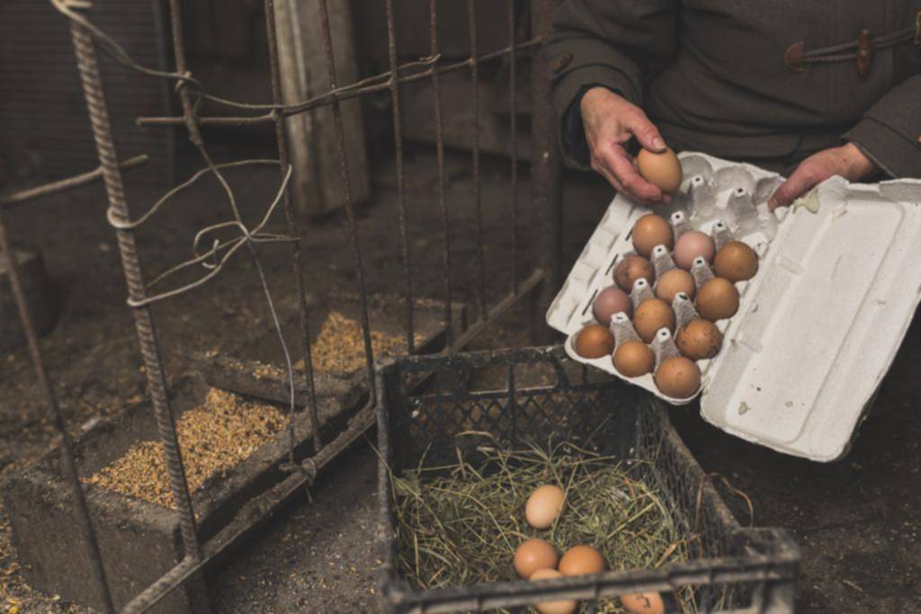 El huevo bate récords y se consolida como la proteína clave de los argentinos