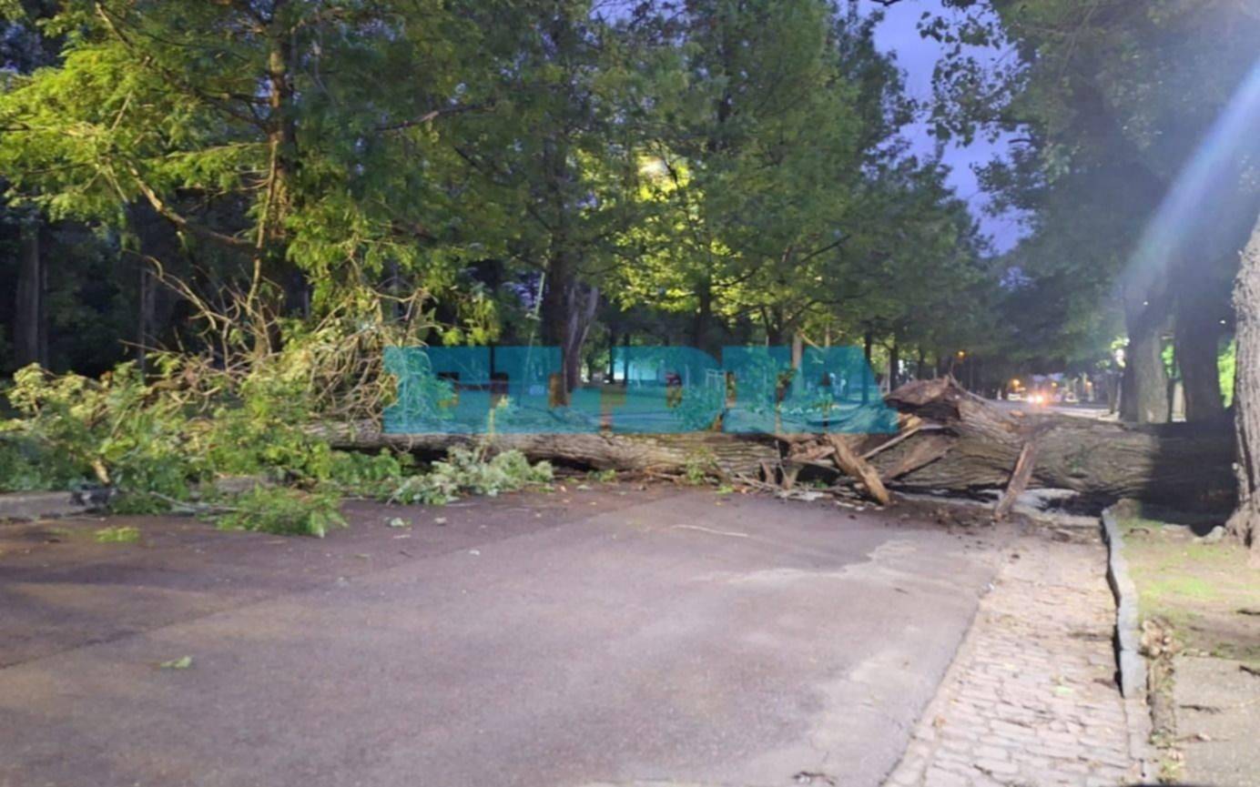 Se cayó un enorme árbol en la avenida del Bosque y llegar a Berisso y Ensenada es un caos