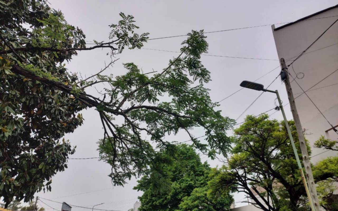 Peligro: una rama sostenida por cables en un barrio de La Plata