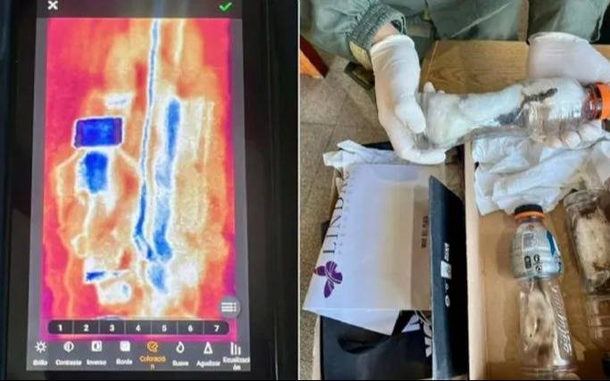 Sorpresa en la ruta: en un operativo Gendarmería incautó tres lagartos de origen africano