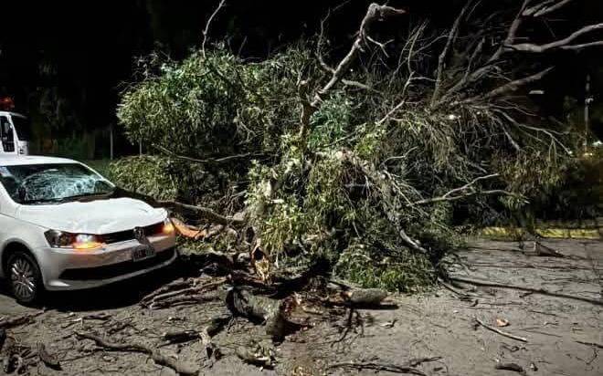 Susto en Quilmes Oeste: un árbol gigante cayó frente a un jardín y dos personas se salvaron de milagro