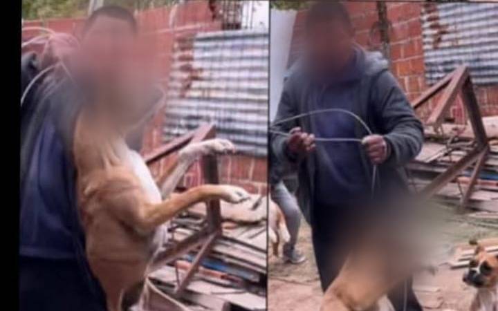 Detuvieron a un hombre en Los Hornos por maltrato animal