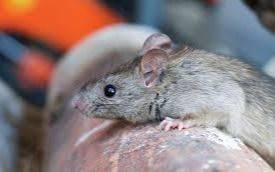 Confirman la muerte de un hombre por Leptospirosis en la Región