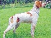 El perro bretón, un excelente cazador