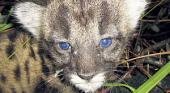La hibridación de las panteras fortalece a este felino en Florida