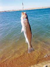 La corvina rubia