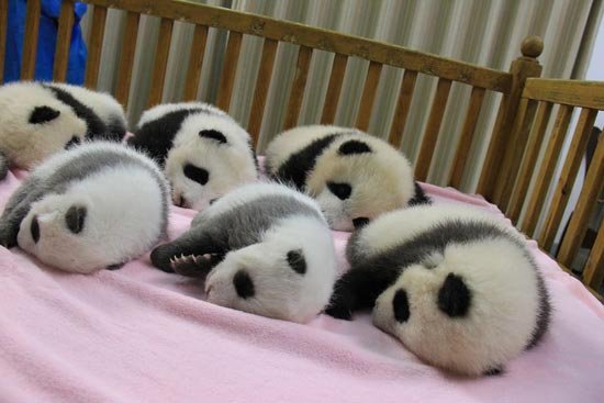 China festeja el nacimiento de ocho pandas en una reserva