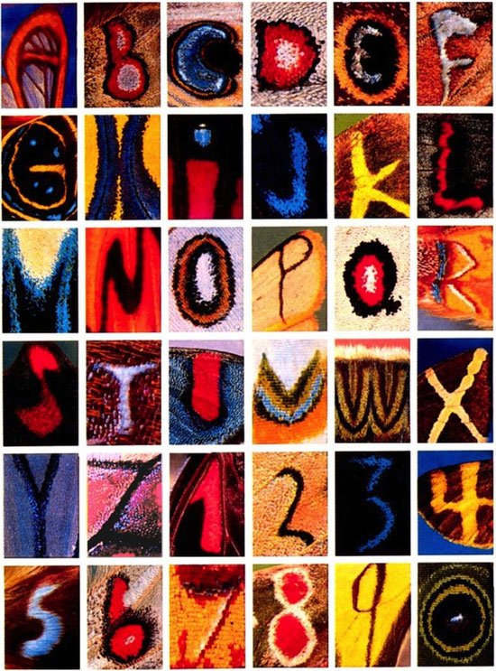Fotografían letras y números en las alas de mariposas