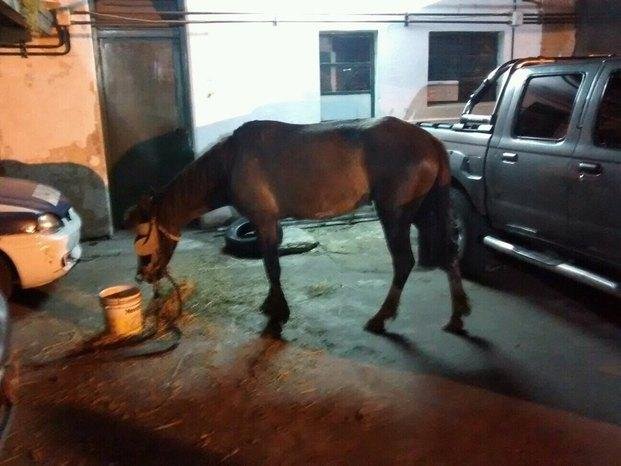 Maltrato animal: otro caballo terminó en una comisaría