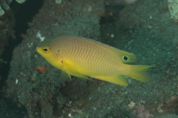 A los peces también “esa cara les suena”