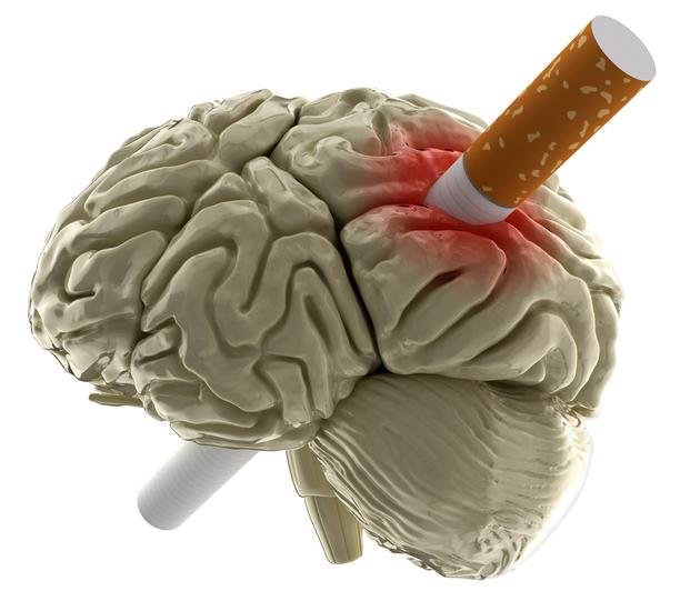 Fumar deteriora la corteza cerebral