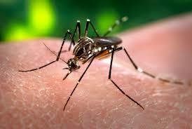 Campaña contra el mosquito del Dengue