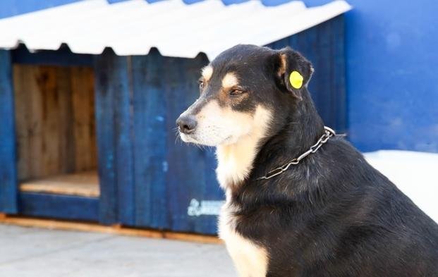 Los perros callejeros ya tienen su propio registro en Berazategui