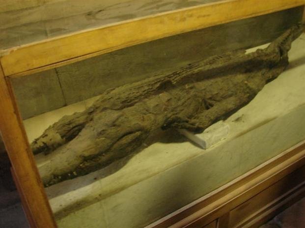 Descubren momia de cocodrilo con 
medio centenar de crías momificadas