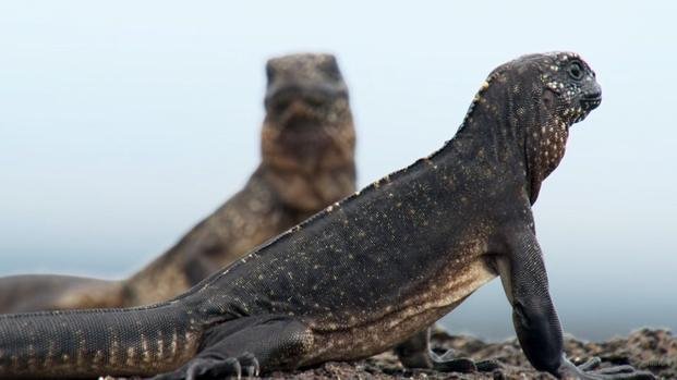 El escape  de la iguana que conmovió al mundo