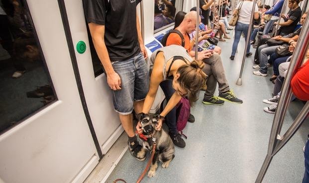 Legislatura porteña aprobó los viajes en subte con mascotas