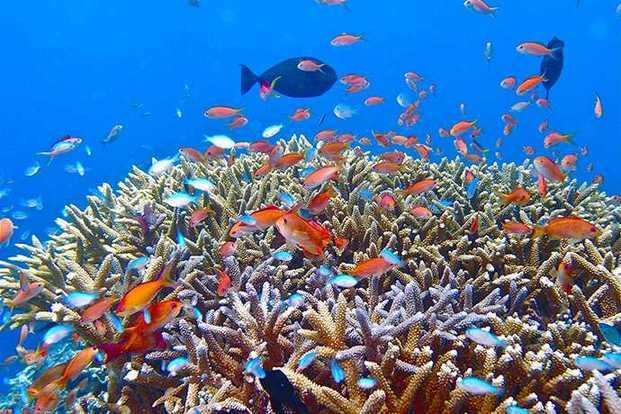 Muere más de la mitad del mayor arrecife de coral de Japón