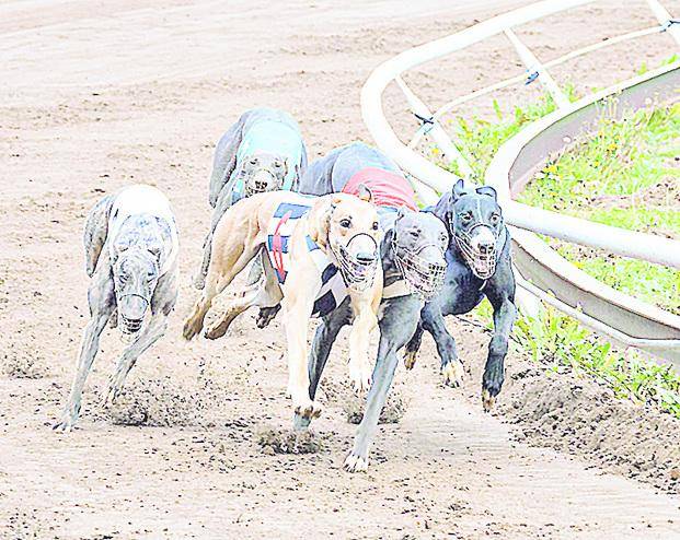 Tras la prohibición sigue la polémica por los galgos