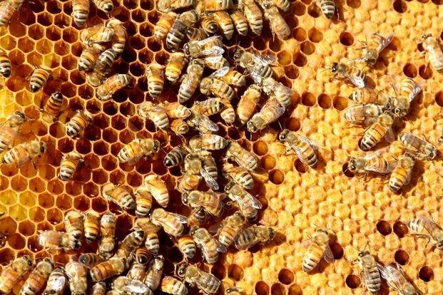 Tucumán: dos personas mueren al ser atacadas por enjambre de abejas