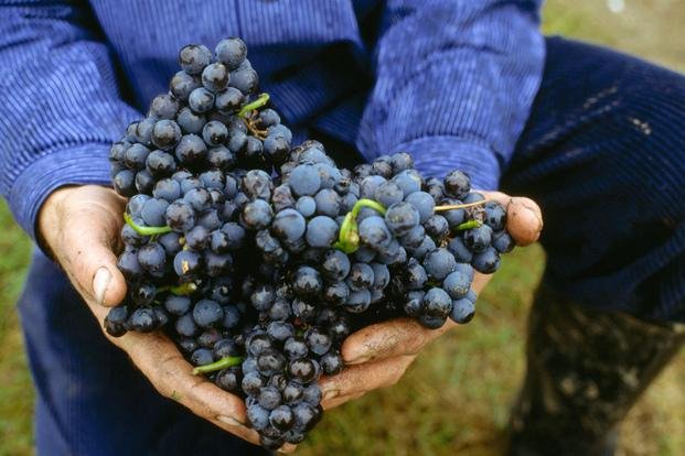 Vino libre de alcohol, una tendencia que llegó para quedarse