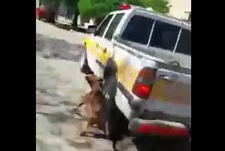 Video: municipal arrastró a un perro con su camioneta