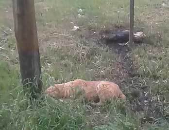 Denuncian matanza de perros 
en City Bell