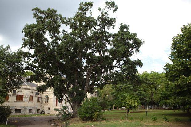 Denuncian el "cierre" de un programa histórico en Agronomía