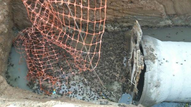 Quejas por obras inconclusas e invasión de sapos en la zona de 128, 56 y 57